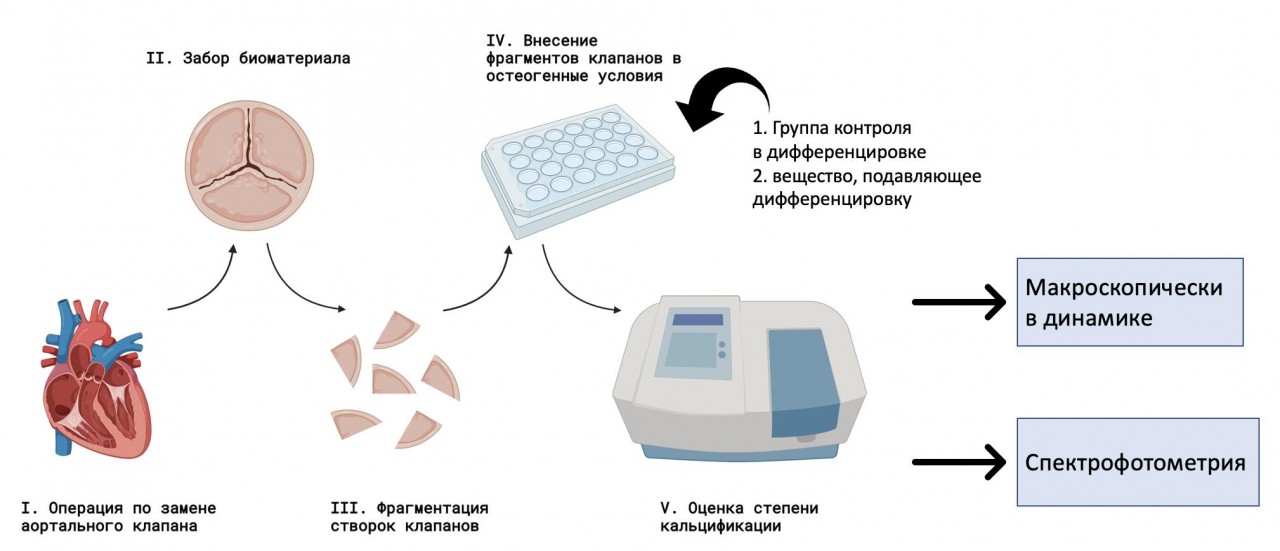 ex vivo model' aortal'nogo klapana