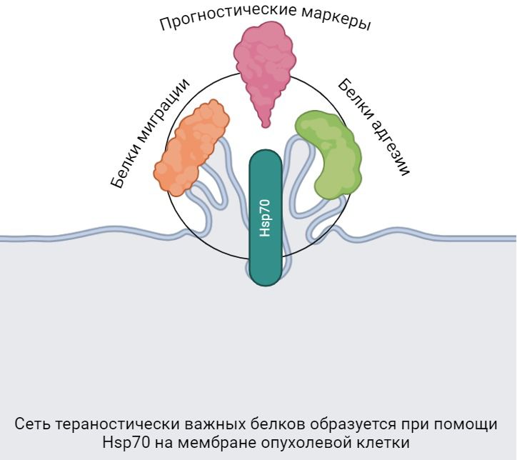 Белок Hsp70